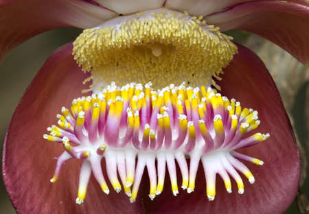 Closeup of the pistils and stamens of a tropical flowerの写真素材