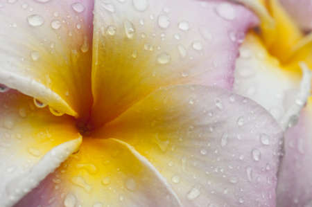 Flower and bud of Frangipane の写真素材
