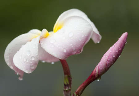 Flower and bud of Frangipane の写真素材