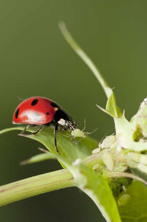 Ladybug hunting for Aphidsの写真素材