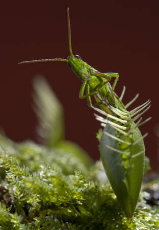 grasshopper caught by insectivorous Venus fly trapの写真素材