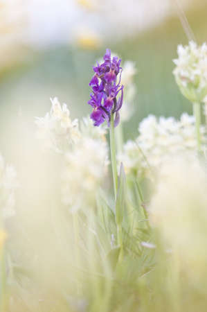 Purple wild orchid in North Italyの写真素材