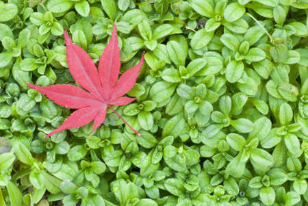 Red leaf of Maple on green grass