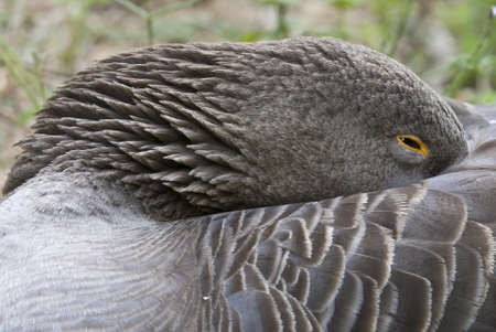A European goose sleeping with the beak on the backの写真素材