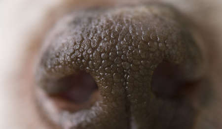Closeup of dog nose の写真素材