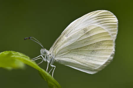 Perched butterfly (Large white, Pieris sp.)の写真素材