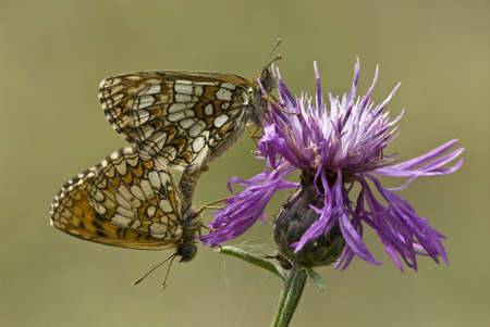  Mating butterflies on pink flower (Melitaea sp.) の写真素材