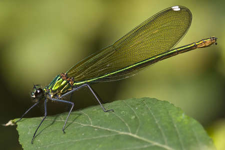 Female of damselfly (Calopterix sp.)の写真素材