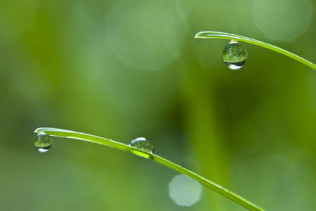  Dew drops on leaves の写真素材
