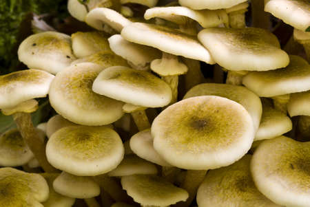  Detail of family of orange mushrooms growing on rotting tree trunk の写真素材