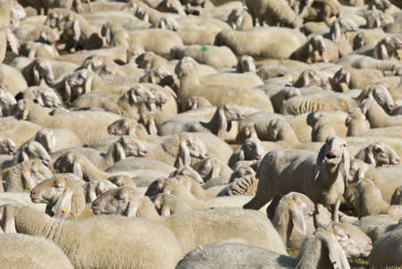  herd of sheep in the mountainsの写真素材