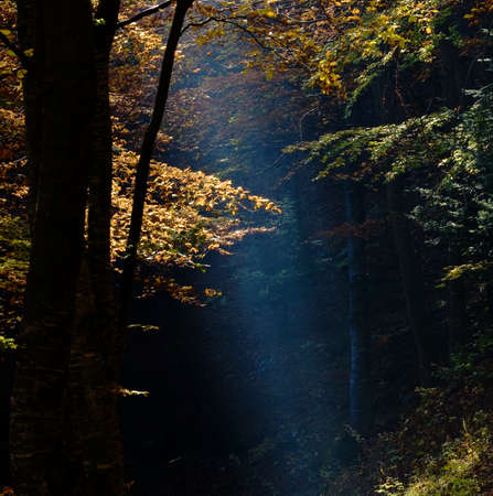 Light beam thorugh the forest の写真素材