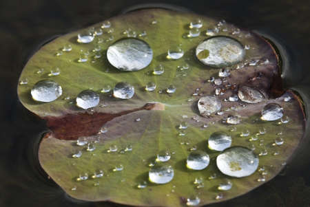 Rain drops on the water-repellentLotus leaf の写真素材