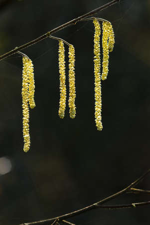 Flowers of hazel, filbert (Corylus avellanus)の写真素材