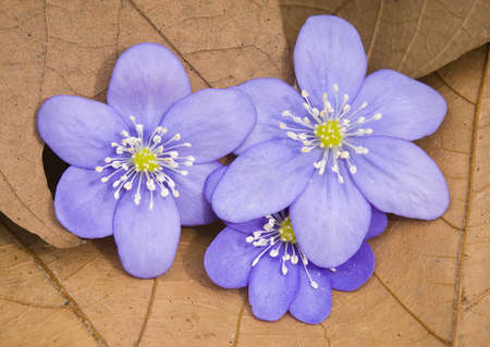 Flowers of liverworth, Hepatica nobilisの写真素材