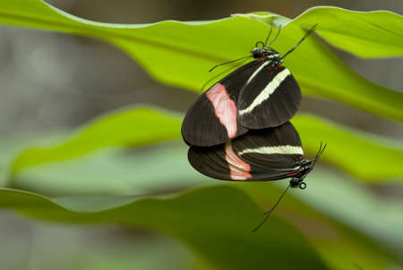 Tropical butterflies mating among green leavesの写真素材
