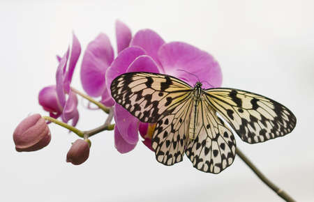 Tropical butterfly on pink orchids and white backgroundの写真素材