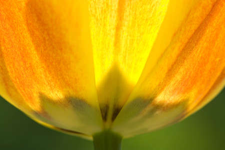 Closeup of a tulip flower in Springの写真素材