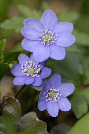  Flowers of Liverworth, Hepatica nobilisの写真素材