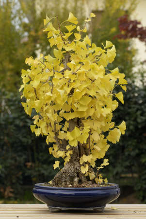 Ginko tree bonsai in autumnの写真素材