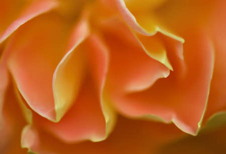 Closeup of an orange roseの写真素材