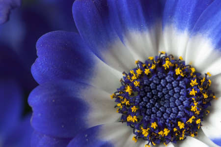 Closeup of a blue and white daisyの写真素材