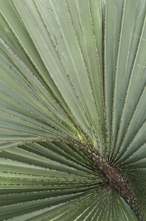 Closeup of the tropical Bismark palm leafの写真素材