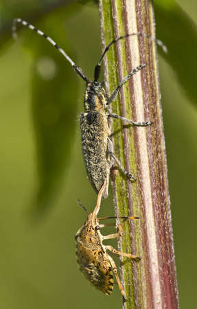  Shield Bug  Arma custosa  attacking a coleopteron to suck its internal liquidsの写真素材