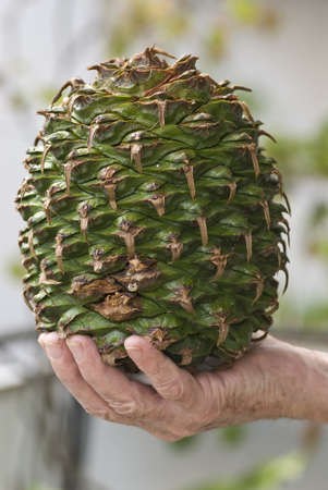 The huge cone of the Araucaria bidwillii tree