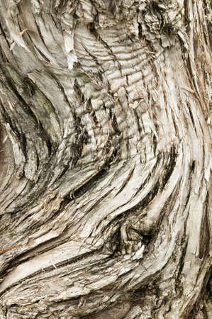 Closeup of a tree barkの写真素材