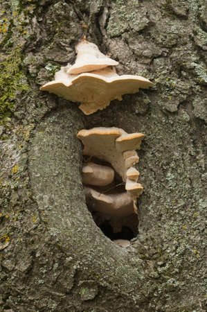 Mushrooms growing on a tree bark