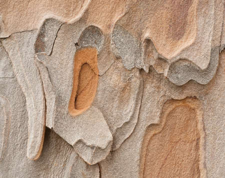 Closeup of a Pine tree barkの写真素材