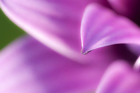 Detail of a purple daisy petalの写真素材