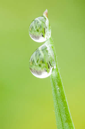 Dew drops on tip of a grass bladeの写真素材