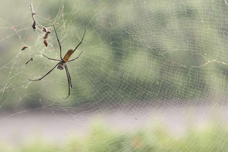 Giant tropical spiderの写真素材