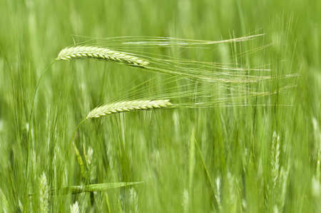 Two green wheat spikes bent by the windの写真素材