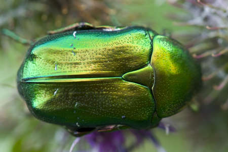 Insect on flower, rose-beetle, rose-chafer, goldsmith beetle  Cetonia aurata の写真素材