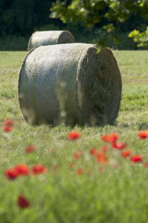 Round Bales of hay on a poppy flower meadowの写真素材
