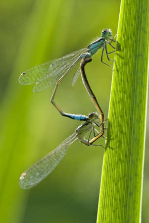 Mating of damselflies  Platycnemis  on a blade of grassの写真素材