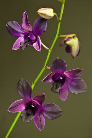 Purple orchid flowersの写真素材