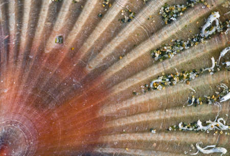 Closeup of a Stranded sea shell, Pectenの写真素材