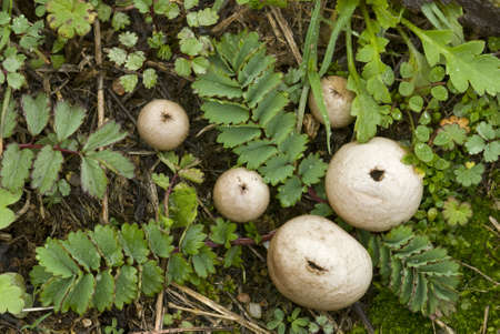 Ball-shaped mushrooms among prairie grassの写真素材