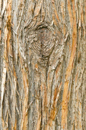 Detail of the European yew, taxus baccata, tree barkの写真素材