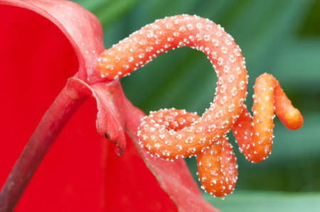 Anturium flower detail of pistil