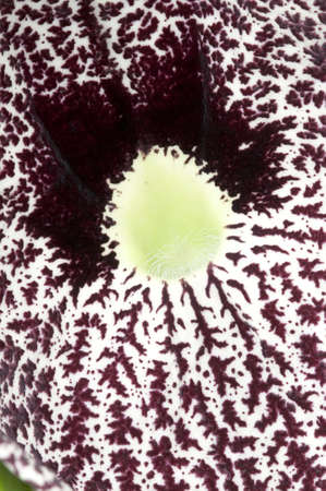 Closeup of a Aristolochia flower, birthworts, pipevines, Dutchman's pipesの写真素材
