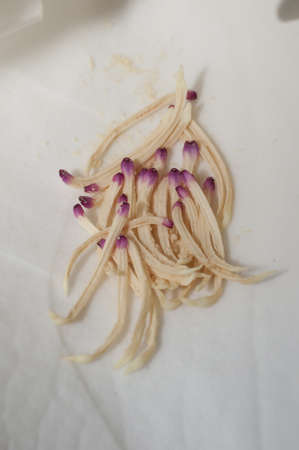 Flower of the Magnolia grandiflora, the Southern magnolia or bull bay, tree of the family...