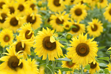 Sunflowers in full bloom in summerの写真素材