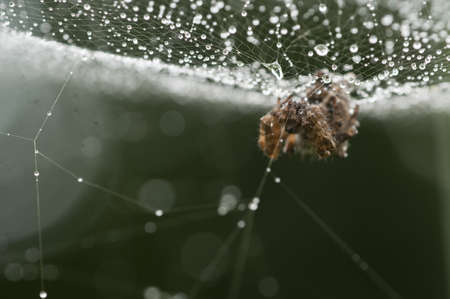 Spider web with dew drops in back lightの写真素材