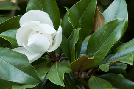 Flower of the Magnolia grandiflora, the Southern magnolia or bull bay, tree of the family Magnoliaceaeの写真素材