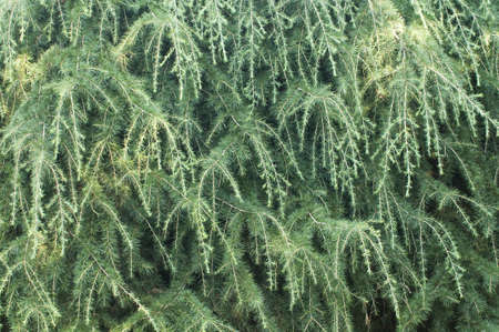Closeup of an evergreen coniferous treeの写真素材